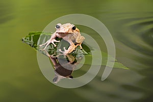 Borneo Eared Tree Frog in rippled water