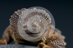 Borneo earless monitor / Lanthanotus borneensis