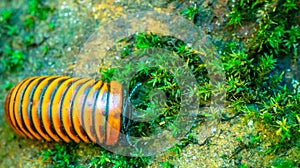 Borneo giant pill millipede