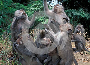 Borneo: A herd of Pavian-Monkeys