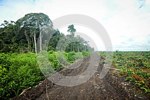 Borneo Jungle, rainforest in Tanjung Puting National Park