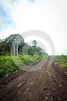 Borneo Jungle, rainforest in Tanjung Puting National Park