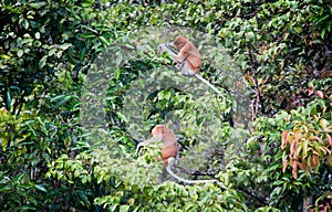 Borneo Jungle, rainforest in Tanjung Puting National Park Kalimantan Indonesia