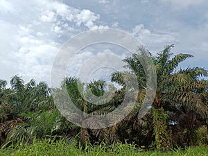 Borneo Kalimantan Palm Forest Indonesian