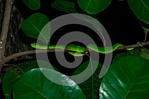 Borneo Keeled Pit Viper on a tree