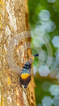 Borneo Lantern Fly