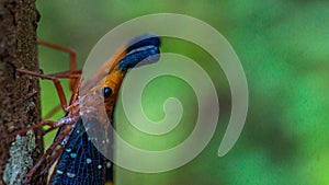 Borneo Lantern Fly, lantern bug