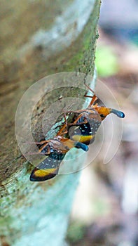 Borneo Lantern Fly, lantern bug,