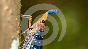 Borneo Lantern Fly, lantern bug