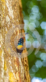 Borneo Lantern Fly, lantern bug