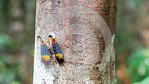 Borneo Lantern Fly, lantern bug,