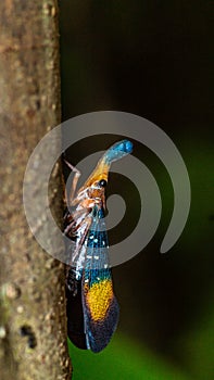 Borneo Lantern Fly, lantern bug