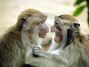 Borneo. LongTail Macaques