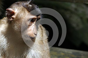 Borneo Macaque