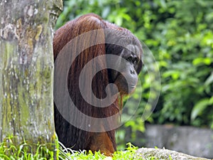 Borneo Orangutan