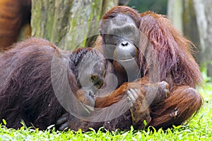 Borneo Orangutan