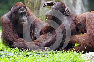 Borneo Orangutan