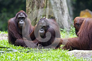 Borneo Orangutan