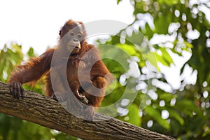 Borneo Orangutan