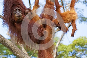 Borneo Orangutan