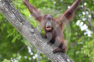 Borneo Orangutan