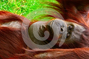 Borneo orangutan