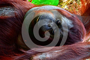 Borneo orangutan