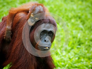 Borneo Orangutan