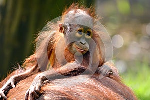Borneo orangutan