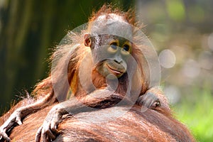 Borneo orangutan photo