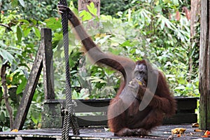 Borneo Orangutan feeding