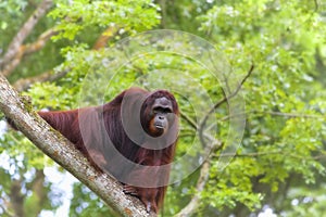 Borneo Orangutan