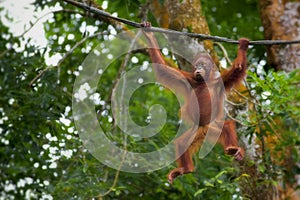 Borneo Orangutan