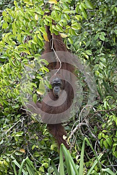 Borneo Orangutan Pongo pygmaeus Tanjung Puting Indonesia