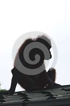 Borneo Orangutan Silhouette