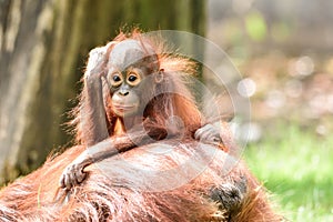 Borneo orangutans, mother and his baby playing