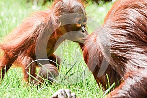 Borneo orangutans, mother and his baby playing