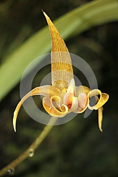 Borneo Orchid