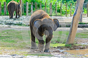 The Borneo Pigmy Elephant