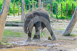 The Borneo Pigmy Elephant
