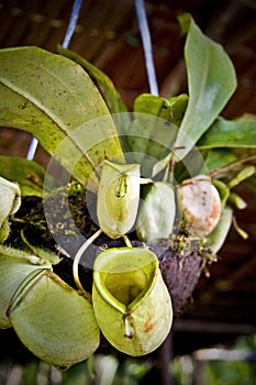 Borneo Pitcher Plant