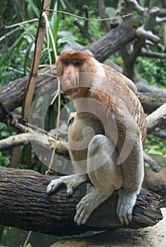 Borneo Proboscis Monkey