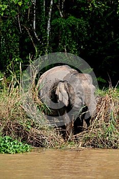 Borneo pygmy elephant 1