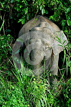 Borneo pygmy elephant 2