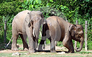 Borneo pygmy elephant