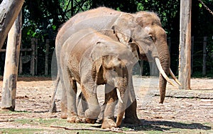 Borneo pygmy elephant