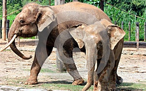 Borneo pygmy elephant