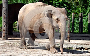 Borneo pygmy elephant