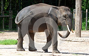 Borneo pygmy elephant