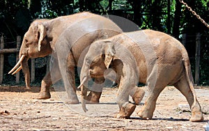 Borneo pygmy elephant